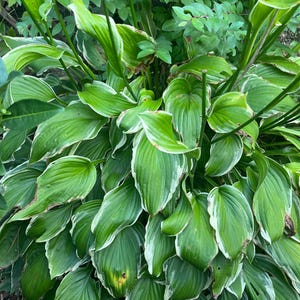 May include: A close-up of a lush green plant with large, oval leaves. The leaves have a prominent white border, creating a striking contrast. The plant appears healthy and vibrant, with a dense arrangement of foliage.