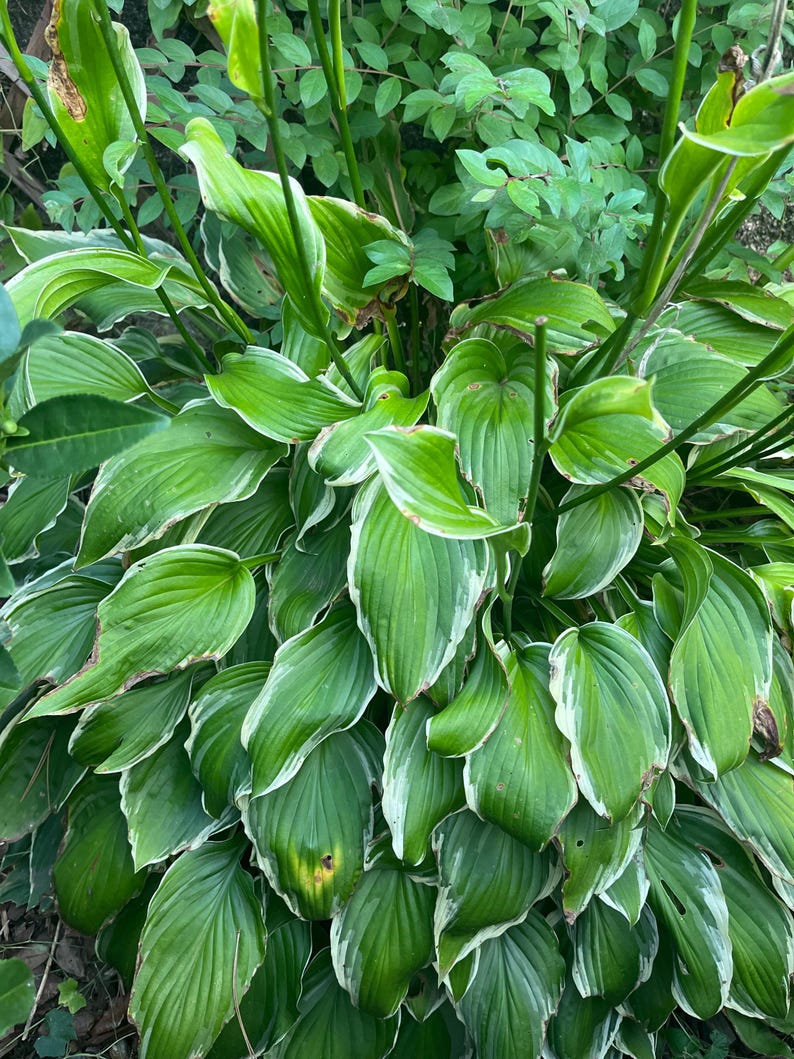 May include: A close-up of a lush green plant with large, oval leaves. The leaves have a prominent white border, creating a striking contrast. The plant appears healthy and vibrant, with a dense arrangement of foliage.
