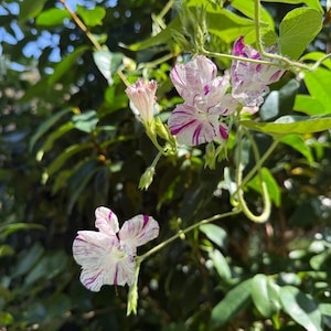 May include: Close-up of a flowering vine with white and purple striped flowers. The flowers have a trumpet shape and are surrounded by green leaves and stems. The background is blurred, suggesting a sunny outdoor setting.