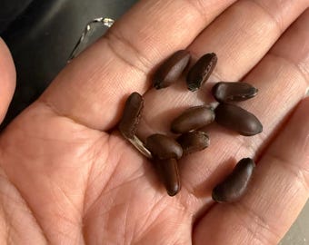 Free shipping Chimonanthus praecox seeds 10/20/30 腊梅 Wintersweet Shrub Seeds Fragrant Tree Rare Seeds - Free US Shipping