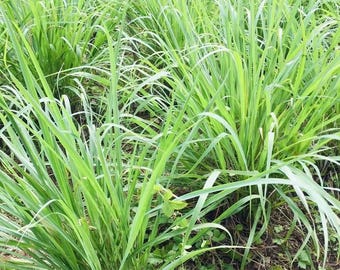 May include: A dense cluster of tall, slender, bright green lemongrass stalks growing from the soil. The long, blade-like leaves arch outward in multiple directions, creating a thick, textured patch of vibrant green foliage in an outdoor setting.