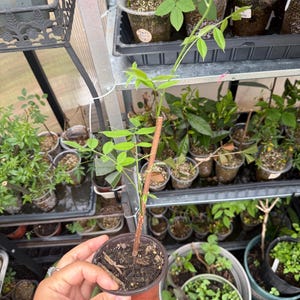 Live American Amethyst Falls Wisteria Climbing Vine | Live Plant in 3.5in pot