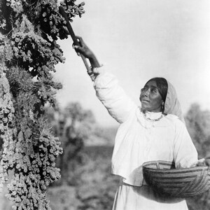 Print: Papago Woman Picking Cactus, Arizona, 1907
