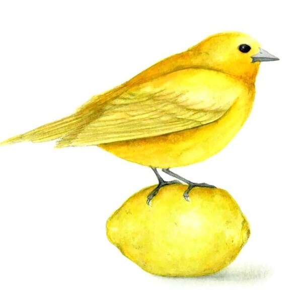 Yellow bird on lemon Art print from original painting
