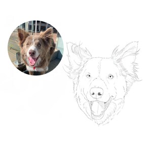 以下が含まれることがあります： 舌を出した茶色と白のボーダーコリーを線で描いたものです。犬は幸せそうな表情で、直接見ています。