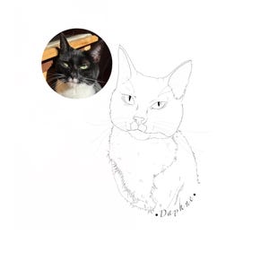 May include: Line drawing of a black and white cat with green eyes. The cat is looking directly at the viewer. The drawing is labeled "Daphne."