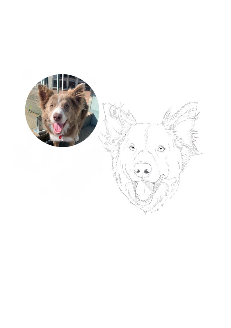May include: Line drawing of a brown and white border collie with its tongue sticking out. The dog is looking directly at the viewer with a happy expression.