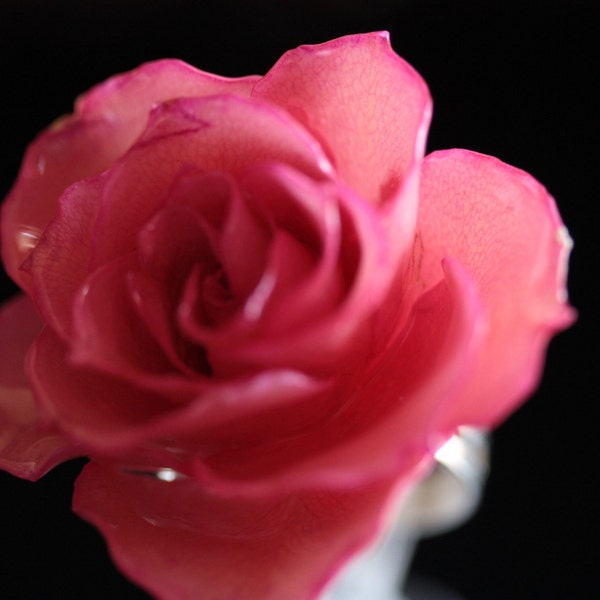 Romantic XL BABY PINK REAL ROSE RING - Spring Fashion Collection 2009
