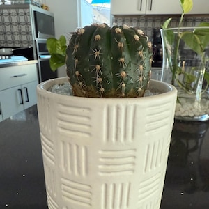May include: A dark green cactus with sharp spines sits in a white ceramic pot with a woven pattern. The pot is filled with small white stones. The plant is a decorative houseplant.