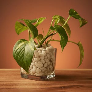 May include: A potted plant with green and yellow leaves in a clear, square glass vase. The vase is filled with white pebbles. The plant sits on a wooden surface against a warm brown background.