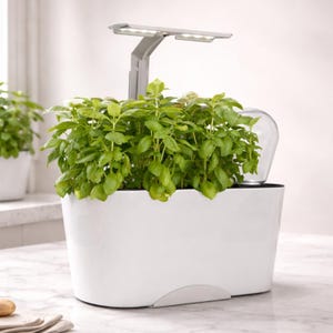 May include: A white indoor herb garden with vibrant green basil plants. The garden has an integrated LED grow light and a clear dome. The garden is on a marble countertop. Another similar garden is in the background.