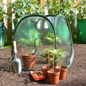 May include: A green pop-up greenhouse with four potted plants inside. The greenhouse is made of clear plastic and has a zipped door. There are gardening tools and tomatoes on the ground outside the greenhouse.