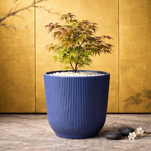 May include: A deep blue cylindrical planter with a vertical ribbed texture. The planter contains a small Japanese maple tree with green and reddish leaves, and the soil surface is covered with small white decorative stones.