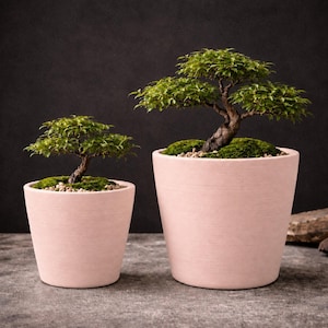 May include: Two bonsai trees with dark green leaves and textured brown trunks planted in light pink, tapered ceramic pots. The soil surface of each pot is covered with a layer of vibrant green moss and small light-coloured decorative pebbles.