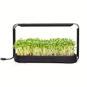 May include: A black indoor garden with a grow light and a tray of green sprouts.