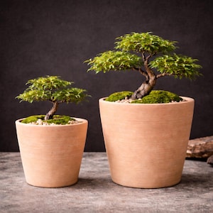 May include: Two bonsai trees in terracotta pots. The trees have green foliage and are planted in moss. The pots are different sizes and sit on a grey surface against a dark background. The bonsai trees are a decorative item.