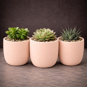 May include: Three small, rounded, matte peach-coloured ceramic pots, each containing a different succulent plant. The left pot holds a cluster of green leaves, the centre pot a rosette succulent, and the right pot a spiky, striped Haworthia.