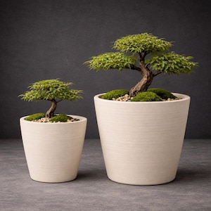 May include: Two bonsai trees with textured brown trunks and vibrant green leaves, each planted in a smooth, tapered off-white ceramic pot. The soil surface of each pot is covered with small light-coloured pebbles and patches of bright green moss.