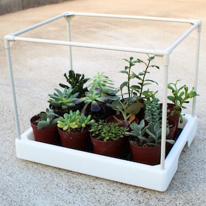 May include: A white plastic tray with a clear plastic frame holds a collection of small potted succulents. The succulents are arranged in a grid pattern and are all different varieties.