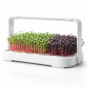 May include: A white microgreens growing system with an integrated LED light. The system is divided into three sections, each growing different microgreens: green, red, and purple. The microgreens have red stems and green or purple leaves. Ideal for home gardening.