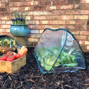 May include: A clear plastic cloche with a green frame protects a leafy green plant in a garden setting. The cloche is sitting on a bed of brown mulch.