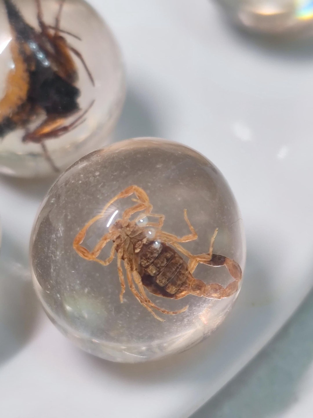 Insect Specimen Marble Arachnid Scorpion Bugs in Resin Entomology ...