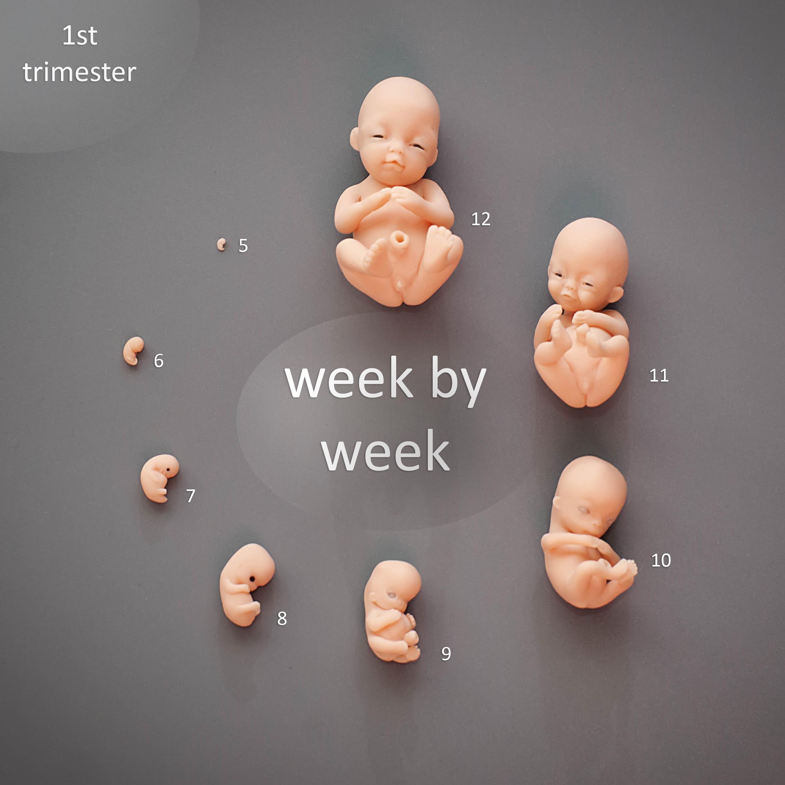 Fetus Milestones For 11 Week Old Baby 11 Week Old Development - Technical View