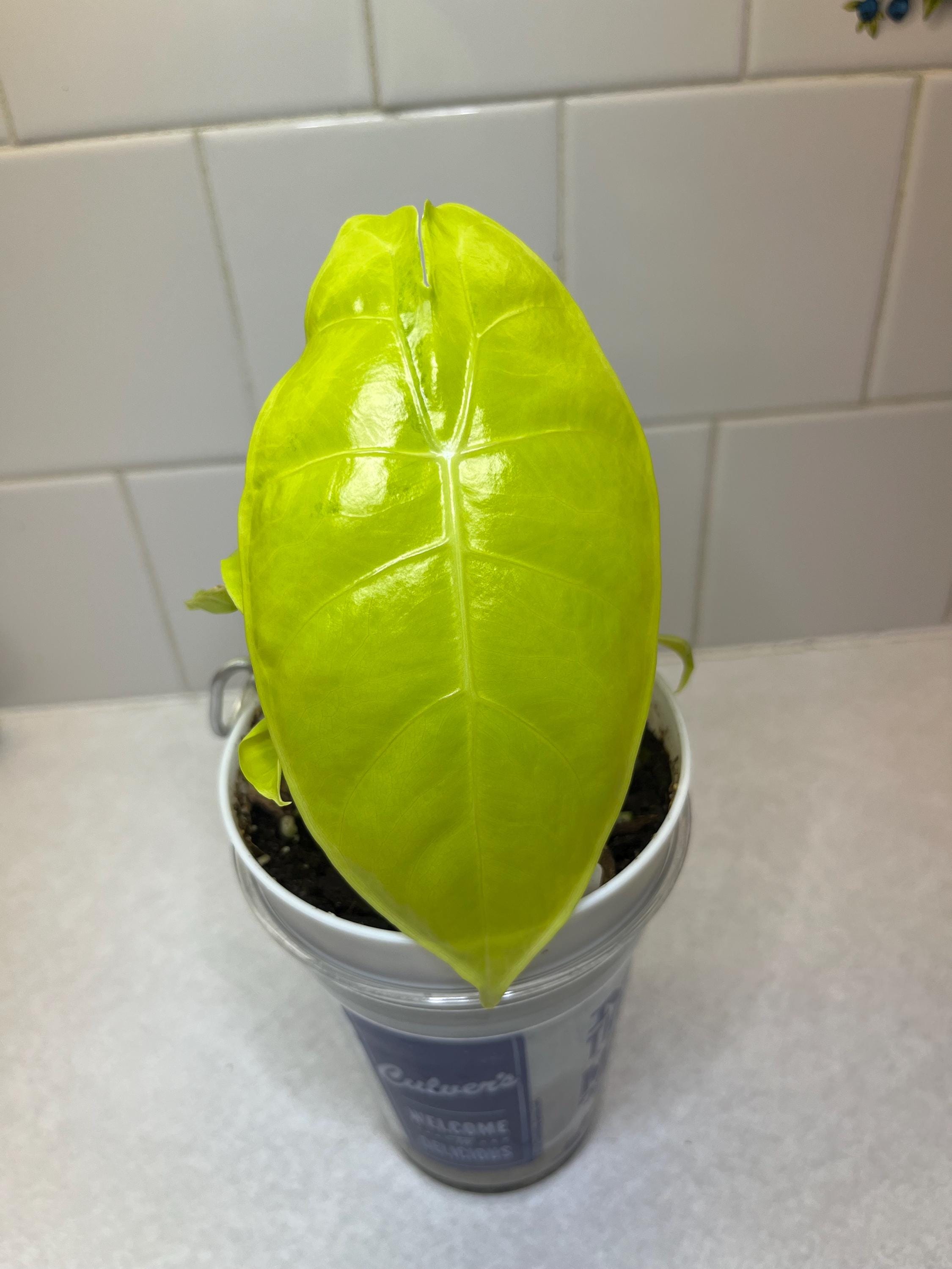 Alocasia Longiloba Lemon Lime ***CORM*** - Etsy