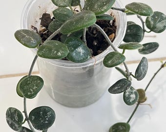 Hoya Serpens Silver|splash UNROOTED - Etsy