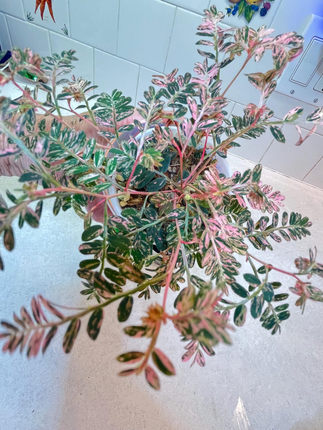 Phyllanthus Urinaria Pink Variegated (aka 'sensitive Plant