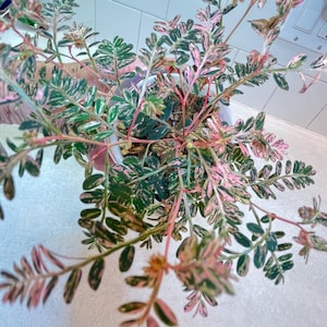 Phyllanthus Urinaria Pink - Etsy