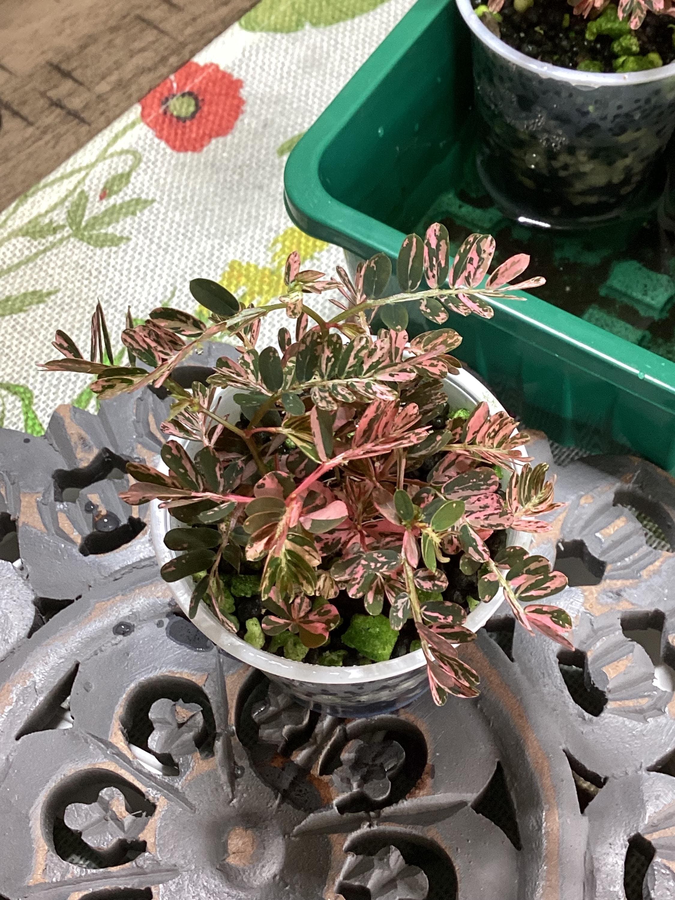 Pink Zz Plant Variegated - Etsy