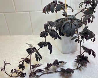 Seed Grown Anthurium Dorayaki Silver X Purple Starter Plant (ALL