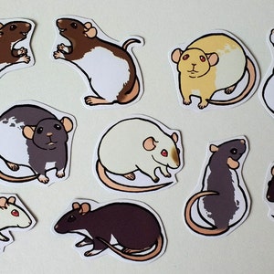 Cute Fancy Rat Stickers Pack of 8 to 10 Made to Order image 3