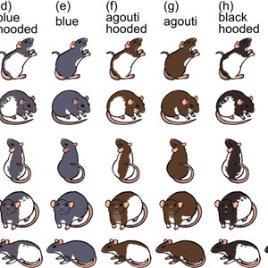 Cute Fancy Rat Stickers Pack of 8 to 10 Made to Order image 4