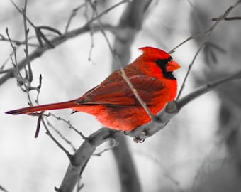 Winter Cardinal Wall Art: Red Bird in Snowy Landscape