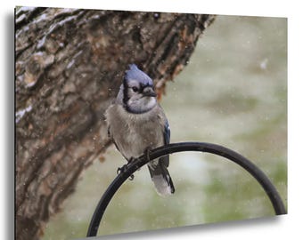 May include: A blue jay perched on a black metal ring. The bird has blue, grey, and white feathers. A tree trunk is in the background, with a blurred, snowy scene.