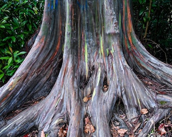 May include: Close-up of the base of a rainbow eucalyptus tree. The bark is a mix of green, blue, orange, and red.