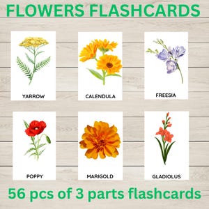 Kwiaty / Karty Montessori / Nomenklatura kart Flash / Nauka przedszkolna do druku / Nauka kwiatów / Studia botaniczne / Nauka natury