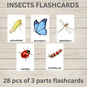 Insects Flash Cards- real pictures / Educational Printable Cards / Flash Cards Nomenclature / Preschool Learning Activities / Nature Study