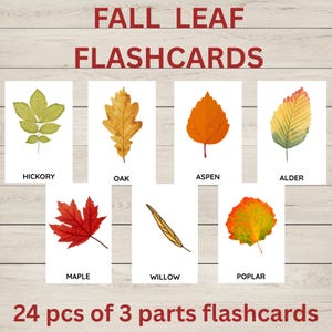 Fall Leaves Identification Flashcards /  ESL / Homeschool Printable for Toddlers & Kids / Fall Homeschool Printable / Nature Learning