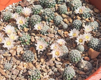 Mammillaria Coahuilensis BARE ROOT - Etsy