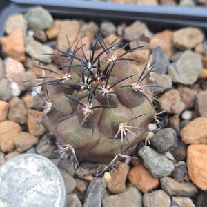 Copiapoa Dura BARE ROOT