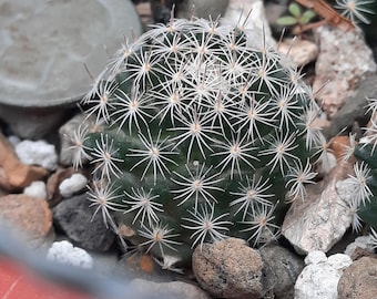 Mammillaria Yucatanensis BARE ROOT - Etsy