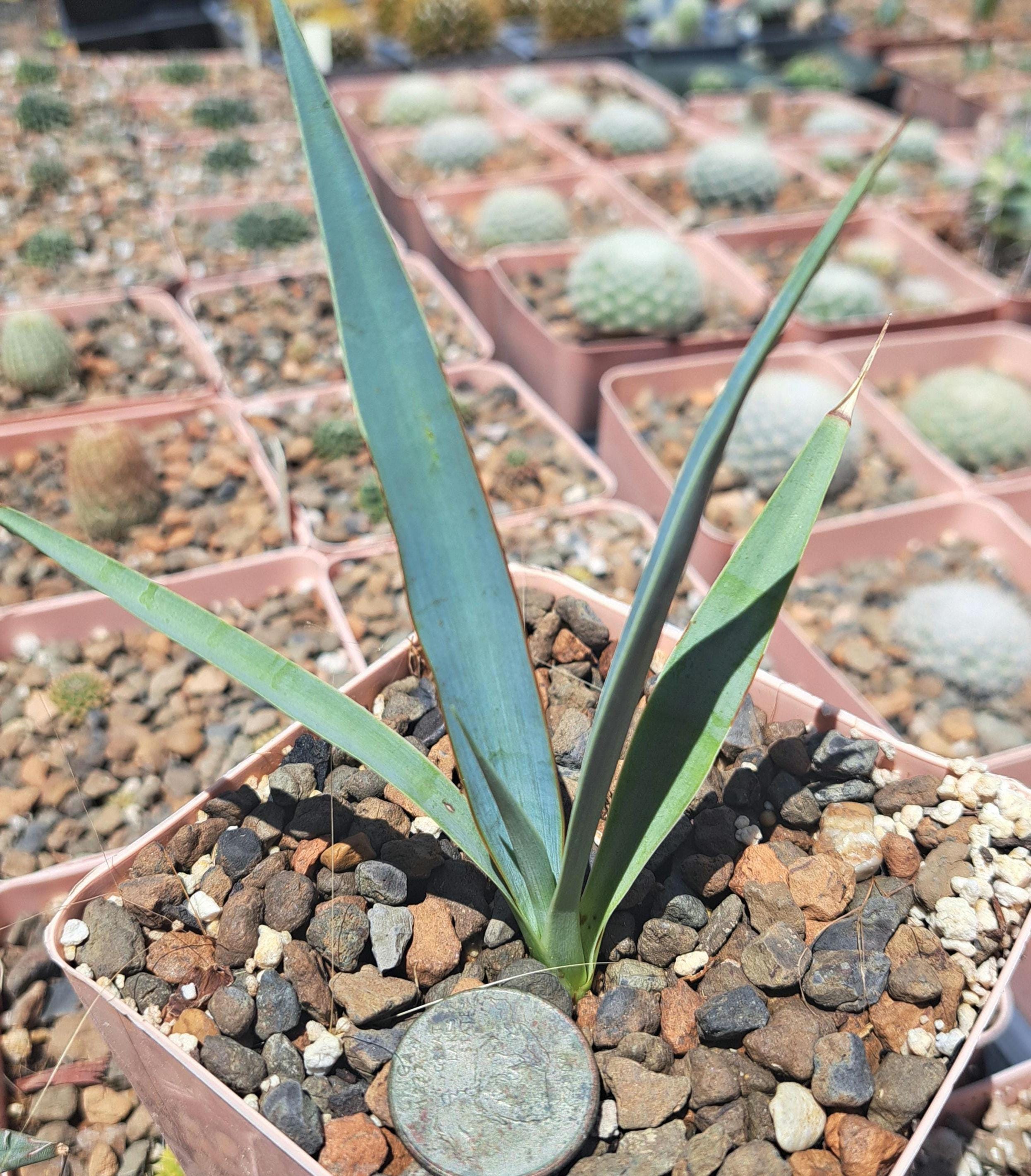 Yucca Faxoniana BARE ROOT