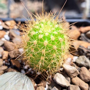 Trichocereus Strigosus BARE ROOT