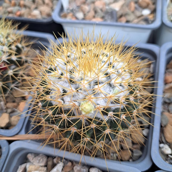 Mammillaria Nivosa BARE ROOT