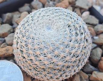 monstera plant holder 3D Printed Plant Pot and Air Plant Holder  Stylish, Durable, Eco-Friendly,  Modern Design, Indoor & Outdoor Use, Multiple Sizes & Colors, Lightweight,  Easy to Clean, Perfect for Houseplants, Unique Planter, Decorative