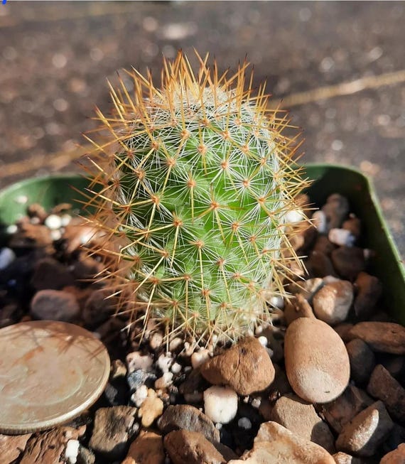 Mammillaria Yucatanensis BARE ROOT