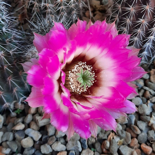 Mammillaria Lloydii BARE ROOT - Etsy
